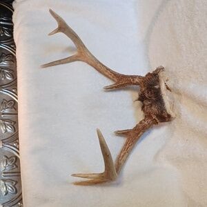 Antlers  8 point deer buck horns Taxidermy  hunting cabin decor